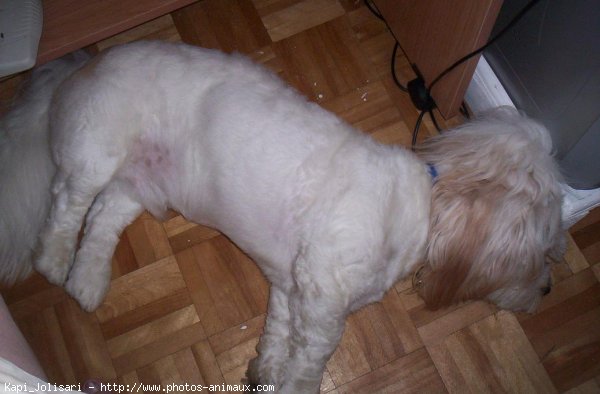 Photo de Lhassa apso