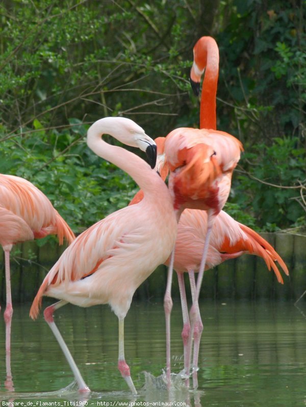 Photo de Flamand rose