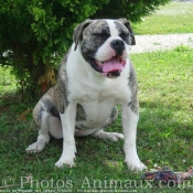 Photo de Bulldog americain