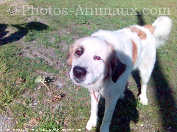 Photo de Saint-bernard poil long