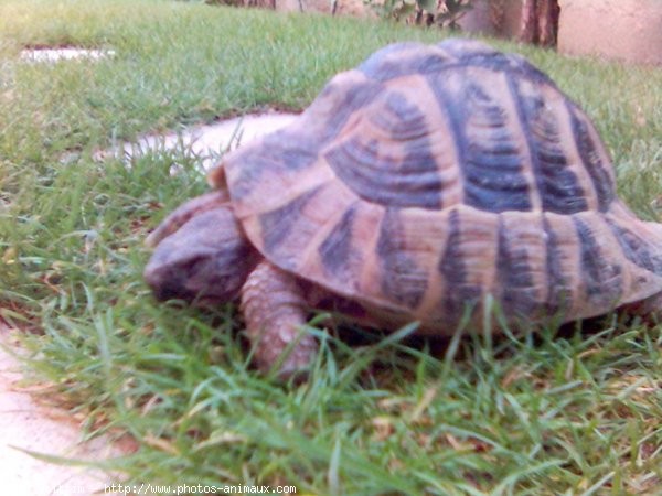 Photo de Tortue