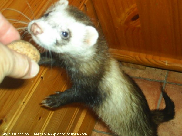 Photo de Furet