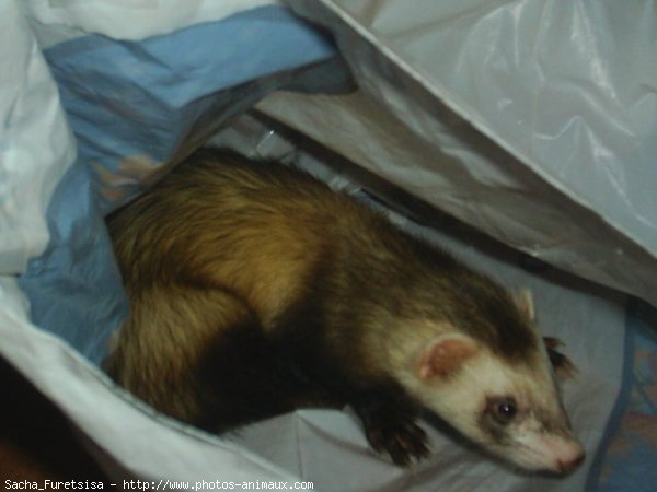 Photo de Furet