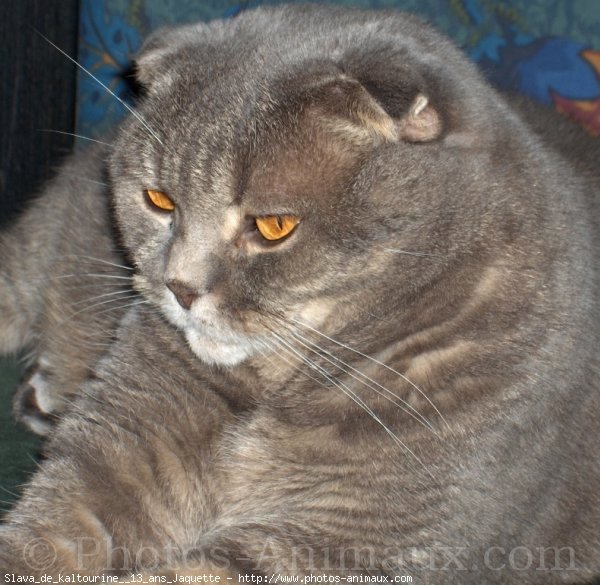 Photo de Scottish fold