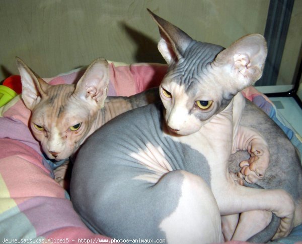 Photo de Sphynx