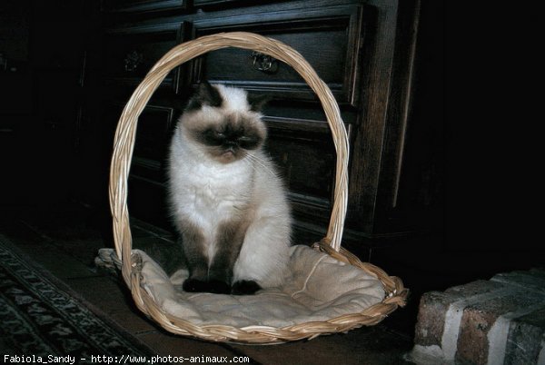 Photo d'Exotic shorthair