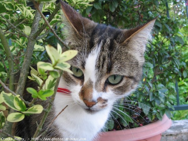 Photo de Chat domestique