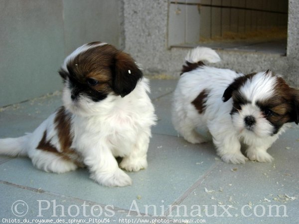 Photo de Shih tzu