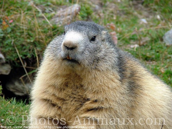 Photo de Marmotte