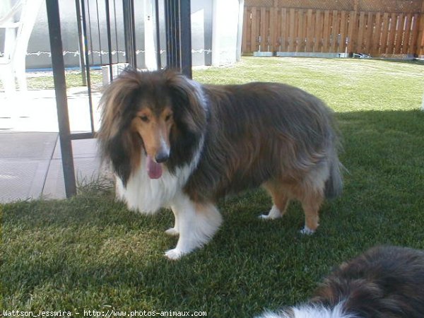 Photo de Chien de berger des shetland