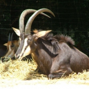 Photo d'Antilope