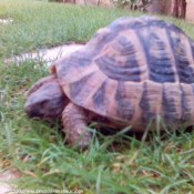 Photo de Tortue