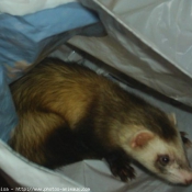 Photo de Furet