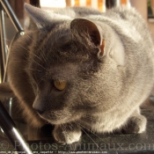 Photo de Chartreux