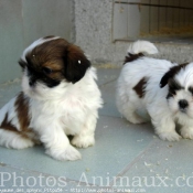 Photo de Shih tzu