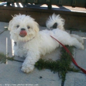 Photo de Lhassa apso