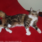 Photo de Maine coon