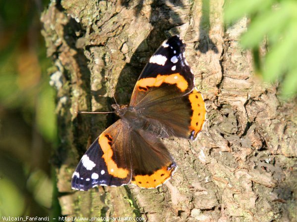 Photo de Papillon