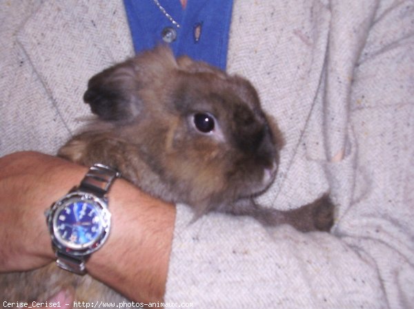 Photo de Lapin