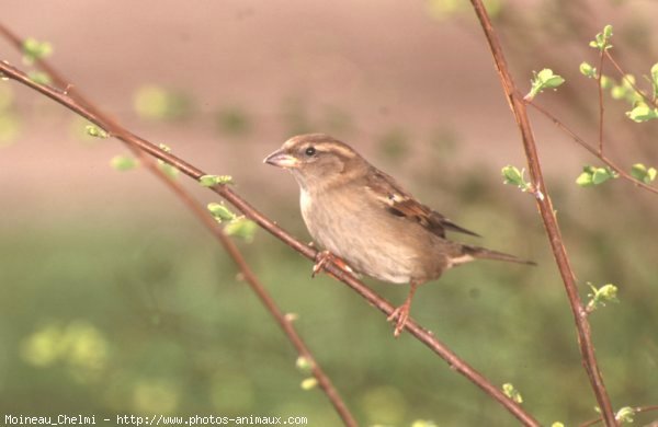 Photo de Moineau