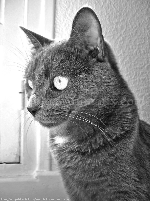 Photo de Chartreux