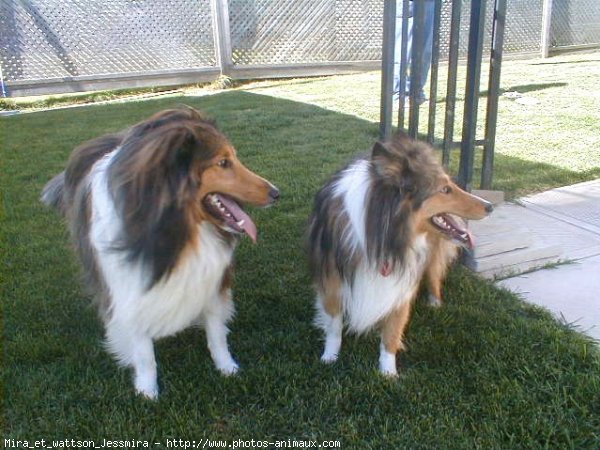 Photo de Chien de berger des shetland