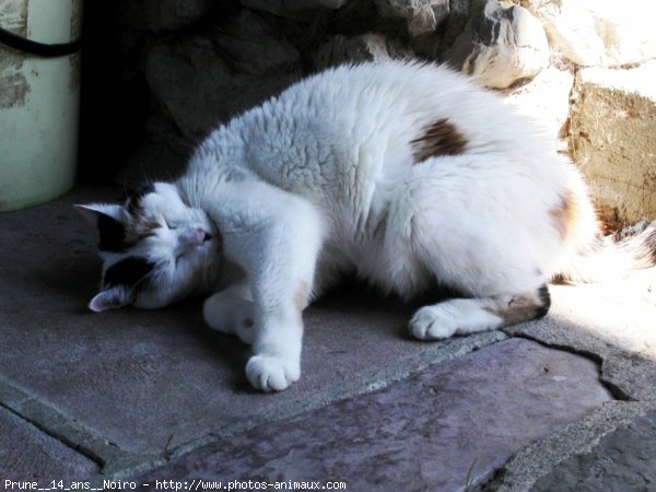 Photo de Chat domestique