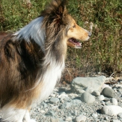 Photo de Chien de berger des shetland