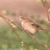 Photo de Moineau