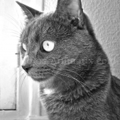 Photo de Chartreux