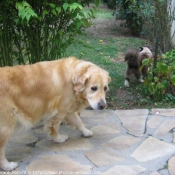 Photo de Golden retriever