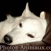 Photo de Berger blanc suisse