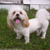 Photo de Lhassa apso