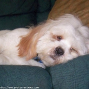 Photo de Lhassa apso