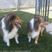 Photo de Chien de berger des shetland