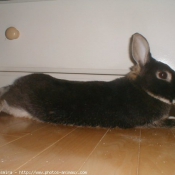 Photo de Lapin