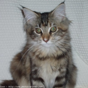 Photo de Maine coon