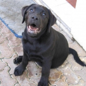 Photo de Labrador retriever