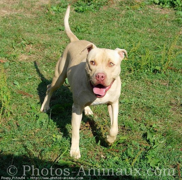 Photo d'American staffordshire terrier