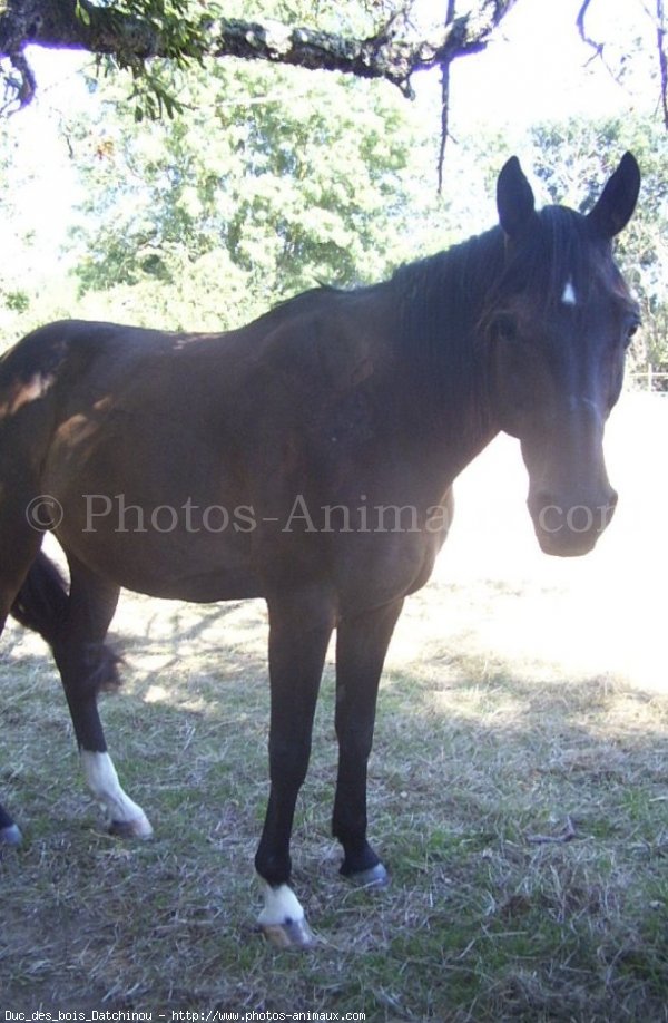 Photo de Trotteur franais