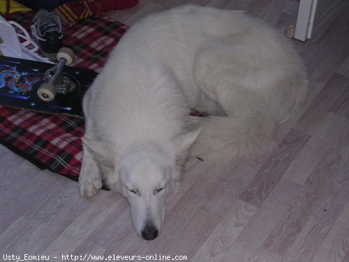 Photo de Berger blanc suisse