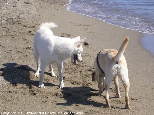 Photo de Berger blanc suisse