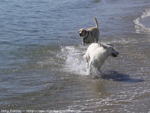 Photo de Berger blanc suisse