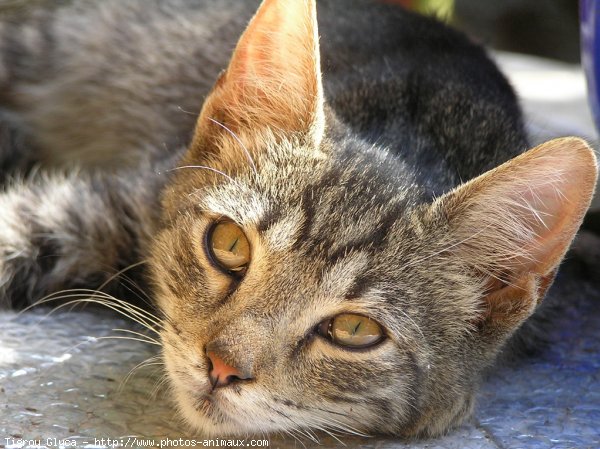 Photo de Chat domestique