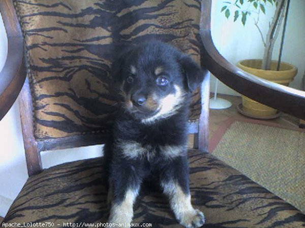 Photo de Rottweiler