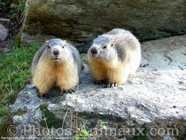 Photo de Marmotte