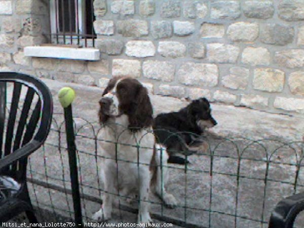 Photo de Races diffrentes