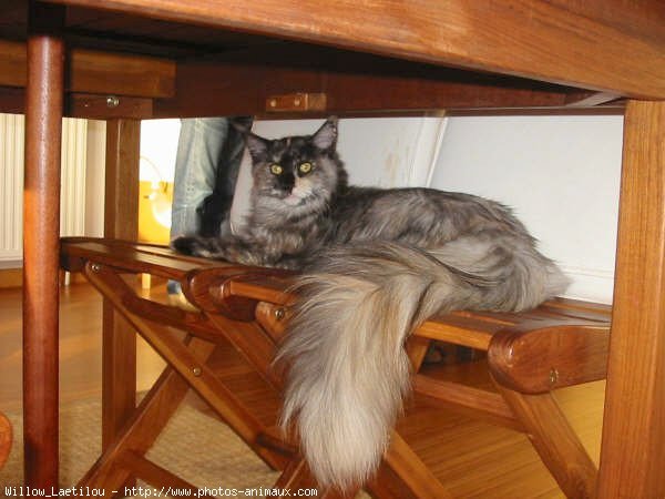 Photo de Maine coon