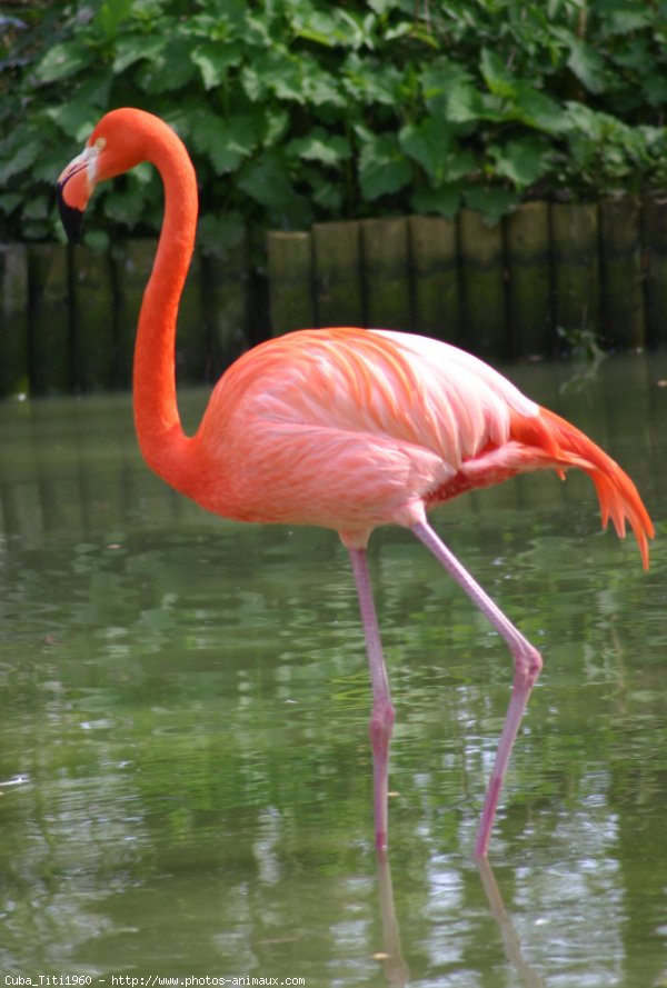 Photo de Flamand rose