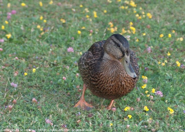 Photo de Canard